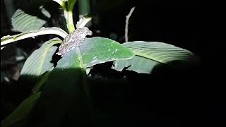 Pug nosed Tree Frog singing [upl. by Arua648]