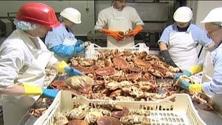 Crab Processing  04 [upl. by Lorri720]