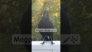 Australian Magpie Sound A Captivating Aussie Icon of Natural Beauty magpie call song birds [upl. by Anemix]