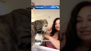 Котикзадира 😂❤️ истории история новости новость shorts [upl. by Pilihp]