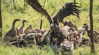 Vultures fighting over a kill  Serengeti National Park Tanzania [upl. by Erin]