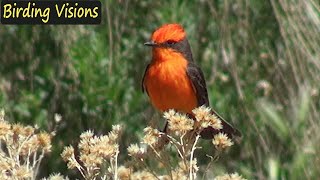 Vermilion Flycatchers Big Morongo Canyon California [upl. by Secundas]