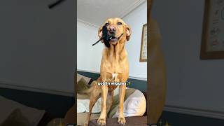 do you like Peggy’s goblin wiggles 🥹🤭😂 shorts labrador funnydog [upl. by Ydnak]