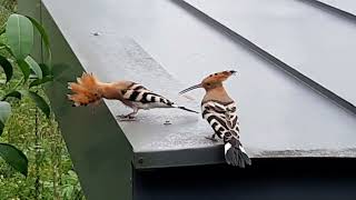 Eurasian Hoopoe  Bird Paradise Singapore [upl. by Assetniuq106]