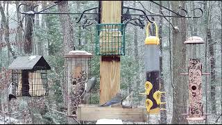 Female Bluebird in the snow  Live at Woods Edge  Nunica MI  010624 [upl. by Novahc]