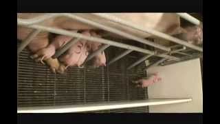 Sow Calling Piglets to Nurse [upl. by Hebert]