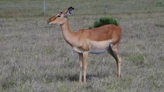 Impala chewing the cud [upl. by Enilorac562]