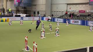 Entlebucher Mountain Dog Agility Jaylah at the 2023 AKC Invitationals [upl. by Nedla]