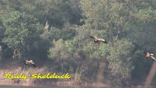 Bird watching at Mirzapur Dam [upl. by Verlee]