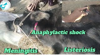 Anaphylactic shockmeningitisTrypanosomiasis treatment in buffalo [upl. by Niatsirk359]