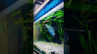 Beautiful Channa Stewartii Sankheda Fish  Beautiful Blue Sankheda Fish [upl. by Oram]