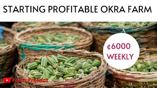 Starting Profitable Okra Farming in Ghana How to make GhC 6000 Weekly from an Acre [upl. by Annay]