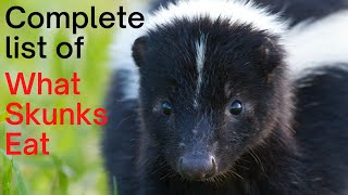 What Do Skunks Eat Complete List of What Skunks Feed On [upl. by Ennailuj]