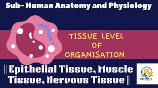 Tissue level of organisation Detail note on Epithelial tissue Muscle tissue and Nervous tissue [upl. by Zoltai]