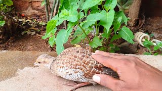 🔴 Grey francolin Bird Join Live [upl. by Petromilli]