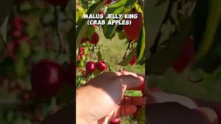 Malus jelly king crab apples shorts [upl. by Leggett86]