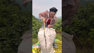 Beautiful Fresh Hazelnut 🌰 Harvesting by Rural Farmer 🥱 shorts youtubeshorts satisfying [upl. by Calley]