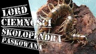 LORD CIEMNOŚCI  Skolopendra paskowana Scolopendra cingulata [upl. by Phila]