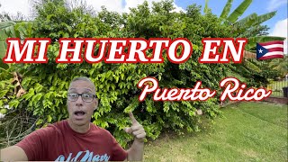 Cómo Está mi Huerto en Puerto Rico 🇵🇷 Agosto 2023 [upl. by Aerdnak]