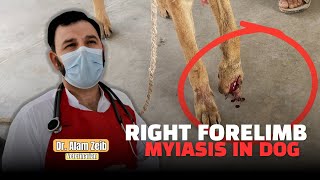 Myiasis Treatment in Dogs A Field Case Study  Dr Alam Zeib Veterinarian [upl. by Carmon]