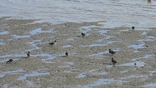 Teal at Thurrock Thameside Nature Park October 2024 [upl. by Saticilef]