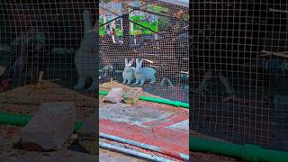 Rabbits 🐇❤️ animal shortsvideo shorts ytshorts [upl. by Bo857]