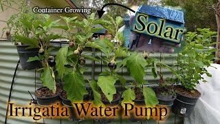 Irrigatia Solar Watering Pump for Container Growing [upl. by Regdor]