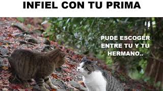 PELEA DE GATOS POR INFIDELIDAD JAJAJA  GATOS  2018 [upl. by Bourke]