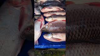 MADE IN KISHOREGANJ  কিশোরগঞ্জ foryou fish trending fishbazar fishcutting vairal 1million [upl. by Luap780]