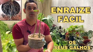 ✔️ DICAS DE COMO ENRAIZAR GALHOS DE ROSA DO DESERTO RÁPIDO [upl. by Dash575]