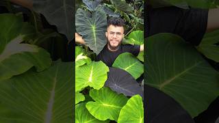 Folha hidrofóbica 🌱 empreendercomplantas saytorplants colocasia jardim esculenta sucesso diy [upl. by Dagney]