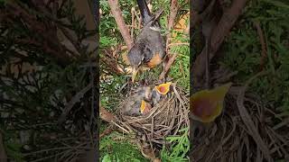 American Robin Nest  Journey from Building Nest to Chirping Nestlings [upl. by Philan]