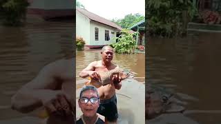 arwana kena banjir mancing arwana fishing channa arapaima [upl. by Roseline]