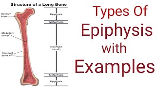 Types of Epiphysis with ExampleGeneral Anatomy [upl. by Aprilette]