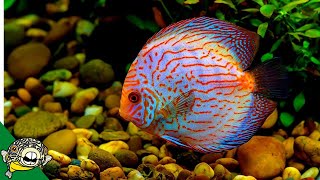 Discus Fish Care Guide FOR BEGINNERS [upl. by Ynneb971]