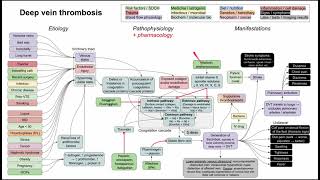 Deep vein thrombosis DVT mechanism of disease [upl. by Alleciram]