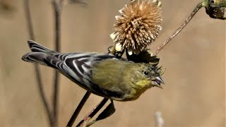 Lesser Goldfinch Bird  Call Dining Acrobatics [upl. by Letsyrk788]