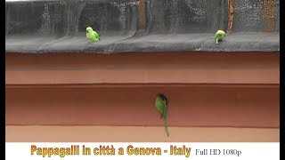 🏴󠁧󠁢󠁥󠁮󠁧󠁿 Pappagalli in città  Genova Full HD 1080p 🇮🇹 [upl. by Ayaet63]