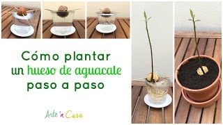 Plantar un hueso de aguacate paso a paso [upl. by Ayotyal]