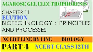 PART4 AGAROSE GEL ELECTROPHORESISBIOTECHNOLOGY PRINCIPLES AND PROCESSESCHAPTER 11 CLASS 12 BIO [upl. by Grani]