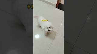 108 Baby dog cute puppy barking 4kviral shorts shortvideos [upl. by Bilak]