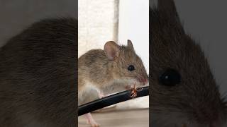 Stop Rats amp Mice Setting Up Outdoor Bait Stations [upl. by Dumanian782]