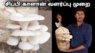 Oyster Mushroom cultivation in Tamil  Mushroom cultivation  mushroom cultivation procedure CV Avi [upl. by Onailime22]