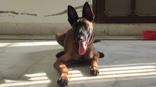 Belgian Malinois Dog Eating Treat  Crazy Puppy  Puppy Training  Rambo [upl. by Iruy468]