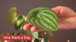 Peperomia argyreia Watermelon peperomia Houseplant Care — 46 of 365 [upl. by Nuahsal]