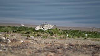 Piaskowiec  Sanderling  Calidris alba [upl. by Jemima]