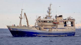 2862 Beitir NK 123  Pelagic Fishing Vessel  Iceland [upl. by Careaga]