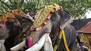 എന്തൊരു ആവേശംElephants taking thidampu  Arangottukara mullakkal thalapoli [upl. by Einallem]