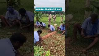 Kosala saga chasa  panipariba chasa odia  saga chasa odia  odia comedy [upl. by Shetrit]