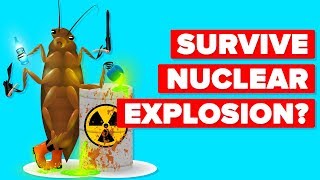 How Can A Cockroach Survive A Nuclear Explosion [upl. by Etnuad]